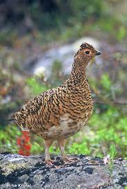 Attēlu rezultāti vaicājumam “Lagopus lagopus female”