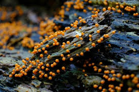 Attēlu rezultāti vaicājumam “Trichia scabra”