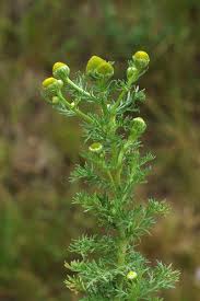 Attēlu rezultāti vaicājumam “Matricaria discoidea”