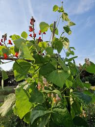 Image result for Priona Tuinen