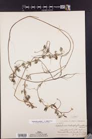 Attēlu rezultāti vaicājumam “Batrachium circinatum leaf”