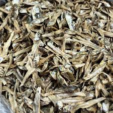 Attēlu rezultāti vaicājumam “Charales”