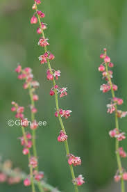 Attēlu rezultāti vaicājumam “Rumex acetosella flower”