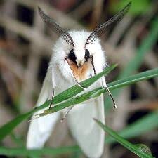 Attēlu rezultāti vaicājumam “Spilosoma lutea imago”