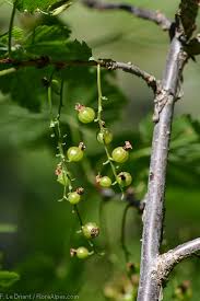Attēlu rezultāti vaicājumam “Danthonia decumbens fruit”