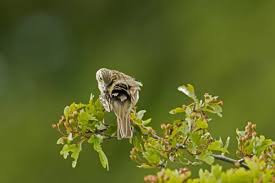 Attēlu rezultāti vaicājumam “Anthus trivialis adult”