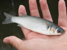 Image result for Pseudomyxus capensis