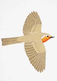 Attēlu rezultāti vaicājumam “Erithacus rubecula adult”