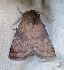 Attēlu rezultāti vaicājumam “Rusina ferruginea male”