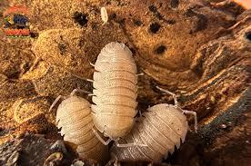 Attēlu rezultāti vaicājumam “Colloderma robustum macro”