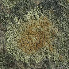 Attēlu rezultāti vaicājumam “Lecanora muralis”