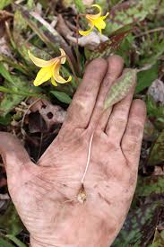 Attēlu rezultāti vaicājumam “Erythronium sibiricum flower”