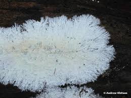 Attēlu rezultāti vaicājumam “Steccherinum fimbriatum”