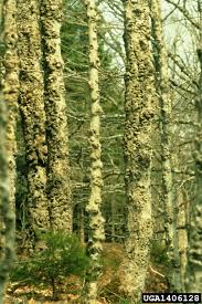 Attēlu rezultāti vaicājumam “Neonectria coccinea”