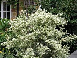 Attēlu rezultāti vaicājumam “Philadelphus coronarius”
