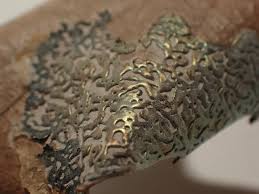 Attēlu rezultāti vaicājumam “Didymium serpula spores”