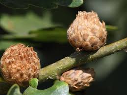 Attēlu rezultāti vaicājumam “Andricus foecundatrix”