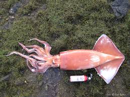 Image result for Dosidicus gigas