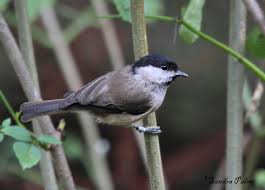 Attēlu rezultāti vaicājumam “Poecile palustris”