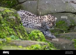 Image result for Essex Leopards