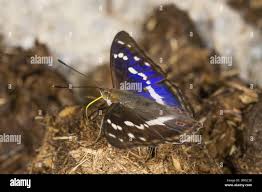 Attēlu rezultāti vaicājumam “Apatura iris male”