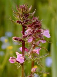 Attēlu rezultāti vaicājumam “Pedicularis palustris leaf”