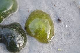 Attēlu rezultāti vaicājumam “Nostoc pruniforme”