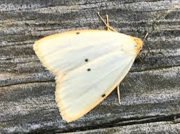 Attēlu rezultāti vaicājumam “Cybosia mesomella”