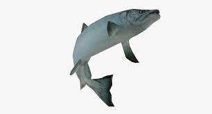 Image result for Oncorhynchus keta