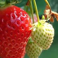 Attēlu rezultāti vaicājumam “Fragaria viridis fruit”