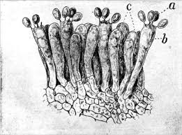 Attēlu rezultāti vaicājumam “Craterium leucocephalum spores”