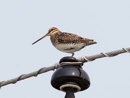 Image result for Gallinago delicata