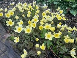Attēlu rezultāti vaicājumam “Anemone x lipsiensis leaf”