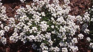 Image result for Alyssum diffusum