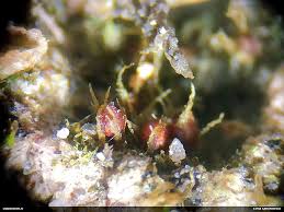 Attēlu rezultāti vaicājumam “Ephemerum serratum”