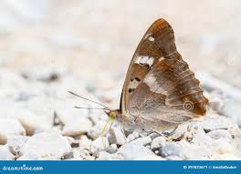 Attēlu rezultāti vaicājumam “Apatura ilia male”