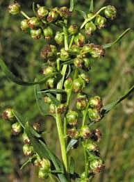 Image result for Artemisia dracunculus