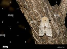 Attēlu rezultāti vaicājumam “Lymantria dispar”