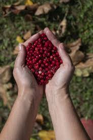 Attēlu rezultāti vaicājumam “Vaccinium vitis-idaea fruit”
