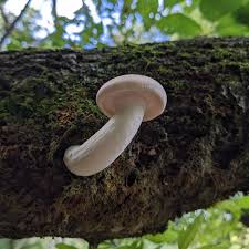 Attēlu rezultāti vaicājumam “Hypsizygus ulmarius”