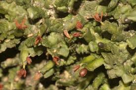 Attēlu rezultāti vaicājumam “Radula complanata”