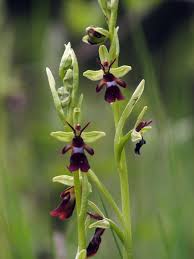 Attēlu rezultāti vaicājumam “Ophrys insectifera flower”