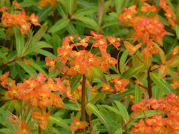 Image result for Wolfsmilch