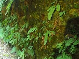 Attēlu rezultāti vaicājumam “Lignydium muscorum young”
