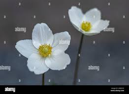 Attēlu rezultāti vaicājumam “Anemone nemorosa bud”