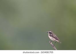 Attēlu rezultāti vaicājumam “Saxicola rubetra adult”