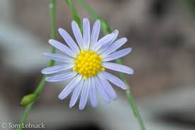 Attēlu rezultāti vaicājumam “Symphyotrichum x salignum”