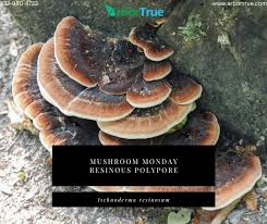 Attēlu rezultāti vaicājumam “Polypores”