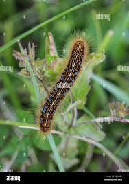 Attēlu rezultāti vaicājumam “Malacosoma castrensis male”