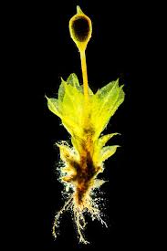 Attēlu rezultāti vaicājumam “Tortula truncata”